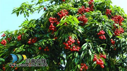 合江荔枝文化（十三）：十二金钗偷吃荔枝(图2)