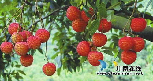 合江荔枝文化（十四）：杨升庵极力夸赞荔枝(图2)