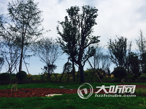 双向8车道&nbsp;泸州最美机场路本月投用(图2)