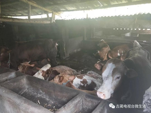 古蔺土城贫困户捡到8000多元钱&nbsp;完璧归赵！(图9)