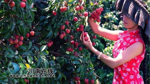 合江荔枝文化（十五）：杨汝岱情牵合江荔枝(图2)