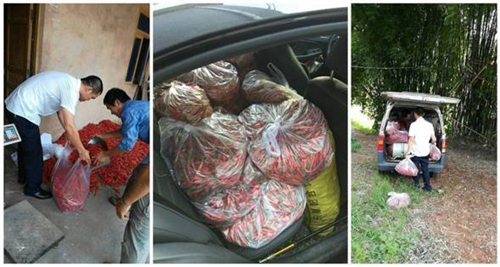 自贡:第一书记“朋友圈”里卖辣椒(图3)