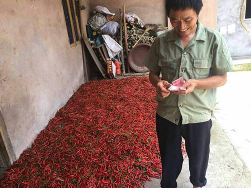 自贡:第一书记“朋友圈”里卖辣椒(图4)