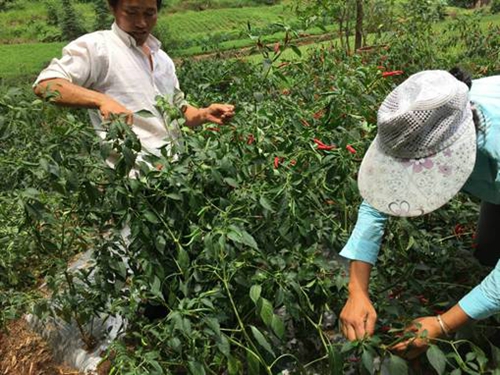 自贡:第一书记“朋友圈”里卖辣椒(图2)