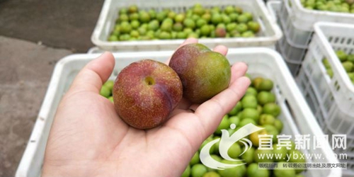 一天销2000单 宜宾“80后”很会卖李子!(图6) 一天销2000单 宜宾“80后”很会卖李子!(图6)