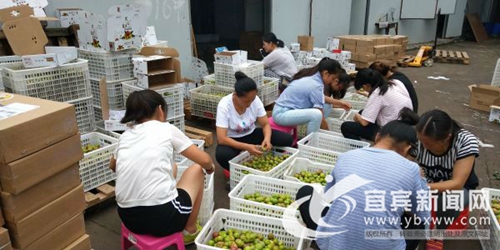 一天销2000单 宜宾“80后”很会卖李子!(图7) 一天销2000单 宜宾“80后”很会卖李子!(图7)