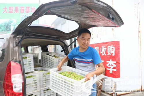 一天销2000单 宜宾“80后”很会卖李子!(图8) 一天销2000单 宜宾“80后”很会卖李子!(图8)