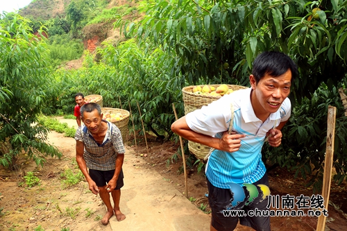 纳溪白节：山乡种起苹果桃&nbsp;荒山变“聚宝盆”(图1)