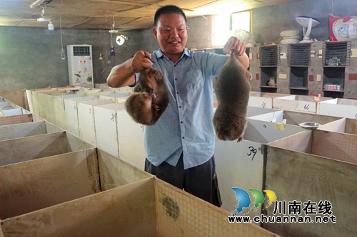 养竹鼠卖美味&nbsp;纳溪村民另辟蹊径奔“钱途”(图1)