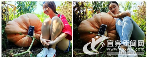 宜宾高县沙河镇现巨型南瓜&nbsp;引得游客合拍比胖(图1)