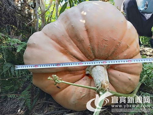 宜宾高县沙河镇现巨型南瓜&nbsp;引得游客合拍比胖(图2)
