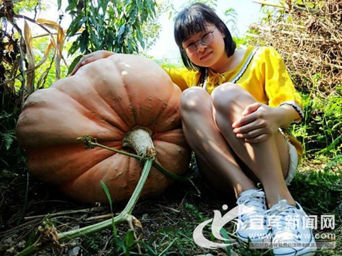 宜宾高县沙河镇现巨型南瓜&nbsp;引得游客合拍比胖(图3)