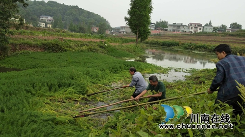 泸县立石镇大力开展河道整治“三清”行动(图1)