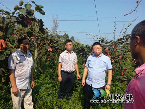 宜宾汪家镇党政领导调研农业产业发展(图1)