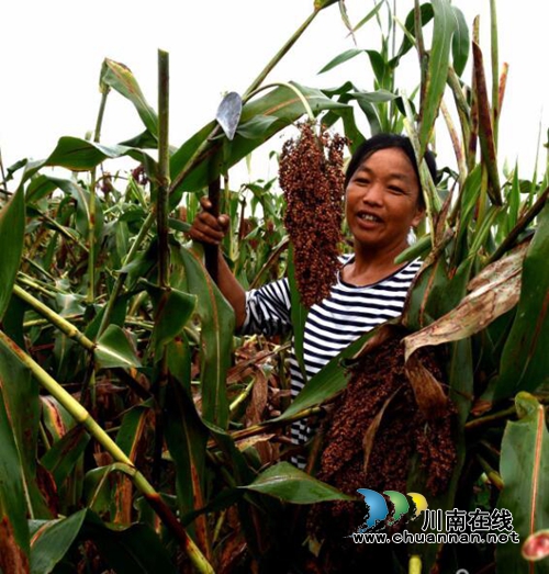 龙马潭区金龙镇：高粱基地里的“纪检小组”护航农民增产增收(图1)