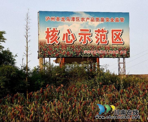 龙马潭区金龙镇：高粱基地里的“纪检小组”护航农民增产增收(图2)