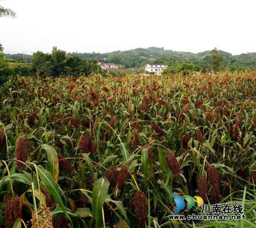 龙马潭区金龙镇：高粱基地里的“纪检小组”护航农民增产增收(图3)