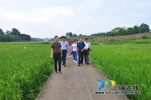 泸县召开2018年水稻绿色高产高效创建现场观摩培训会(图1)