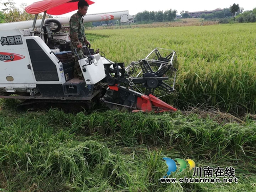 泸县立石镇：金秋稻花香万家&nbsp;农民采收忙(图1)