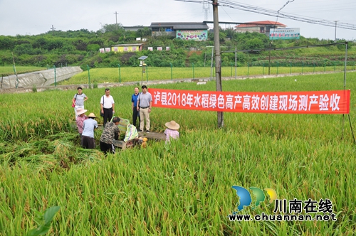 泸县水稻绿色高产高效创建项目通过验收(图1) 泸县水稻绿色高产高效创建项目通过验收(图1)