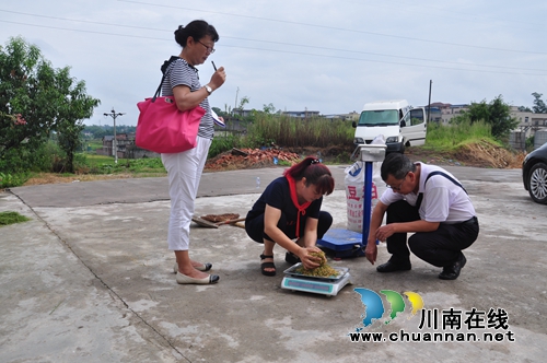 泸县水稻绿色高产高效创建项目通过验收(图2) 泸县水稻绿色高产高效创建项目通过验收(图2)