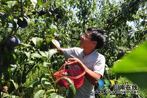 泸县：让土地生金&nbsp;大学生回乡创业走上致富路(图1)