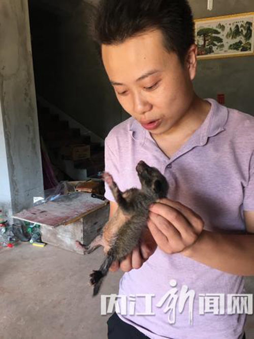 内江村民下地偶遇“大老鼠”&nbsp;带回家喂人奶！(图1)