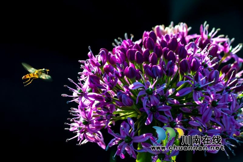 观奇景览民俗&nbsp;贵州阿西里西邀你赴约清凉之旅(图11)