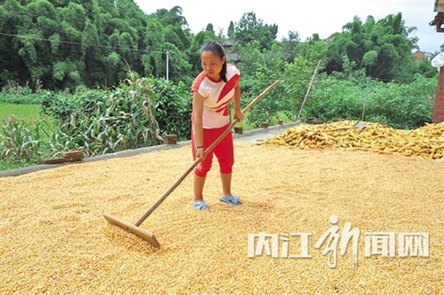 内江：父亲患胃癌&nbsp;19岁女儿决定弃学种地照顾(图2)