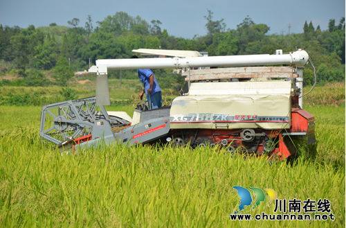 泸县太伏镇抢收水稻制种忙(图1)