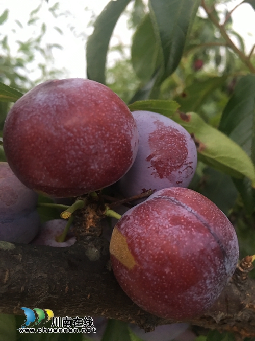 古蔺脆红李熟了!约吗?(图1) 古蔺脆红李熟了!约吗?(图1)