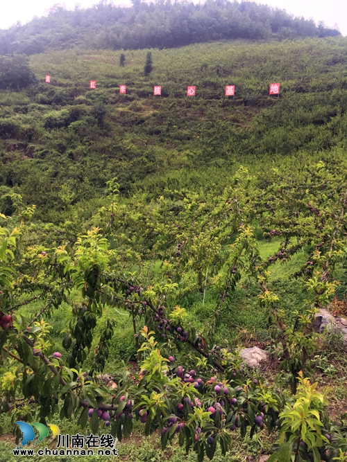 古蔺脆红李熟了!约吗?(图2) 古蔺脆红李熟了!约吗?(图2)