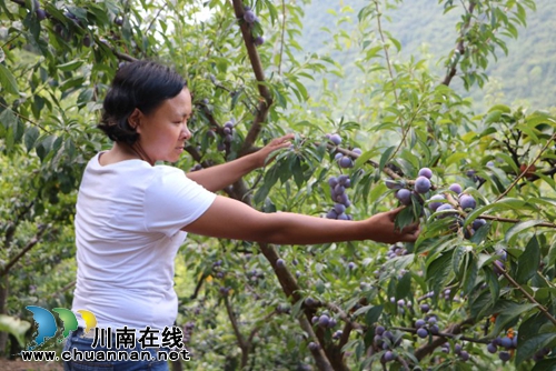 古蔺脆红李熟了!约吗?(图3) 古蔺脆红李熟了!约吗?(图3)