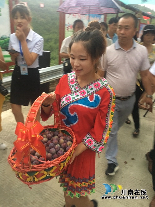 古蔺脆红李熟了!约吗?(图5) 古蔺脆红李熟了!约吗?(图5)