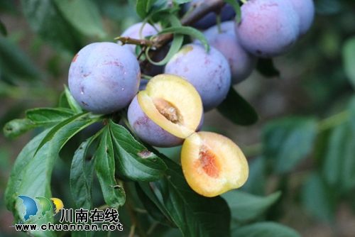 古蔺脆红李熟了!约吗?(图6) 古蔺脆红李熟了!约吗?(图6)