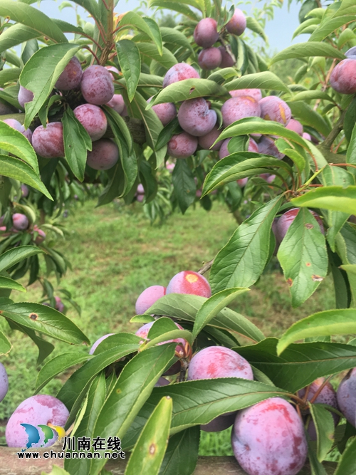 古蔺脆红李熟了!约吗?(图7) 古蔺脆红李熟了!约吗?(图7)