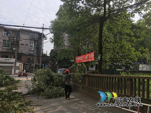 龙马潭区红星街道玉带桥社区：修剪隐患树木&nbsp;还居民“安全”感(图1)