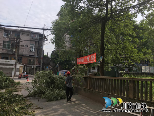 龙马潭区红星街道玉带桥社区修剪隐患树木&nbsp;还居民“安全”感(图1)