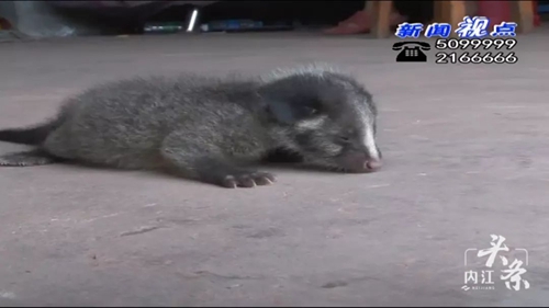 内江一村民捡到“变异老鼠” 野保站放归自然(图1) 内江一村民捡到“变异老鼠” 野保站放归自然(图1)