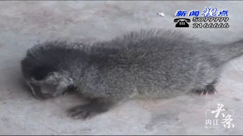 内江一村民捡到“变异老鼠” 野保站放归自然(图2) 内江一村民捡到“变异老鼠” 野保站放归自然(图2)