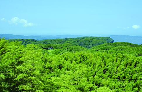 泸州：做活竹文章&nbsp;锻造产业链(图1)