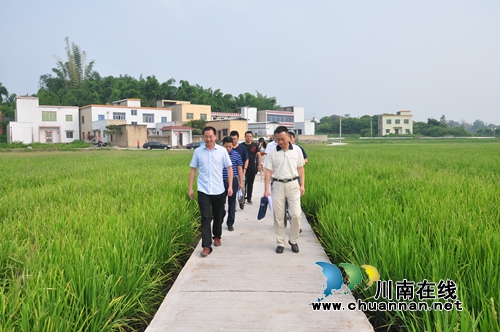 四川省政府高标准农田绩效考评组到泸县考评(图2)
