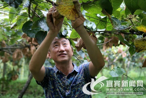 宜宾兴文富硒猕猴桃挂满枝头 万亩果子等你采(图1) 宜宾兴文富硒猕猴桃挂满枝头 万亩果子等你采(图1)