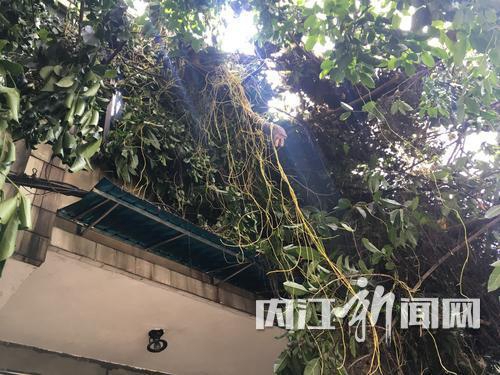 内江：黄桷树倒塌&nbsp;造成老年公寓受损小车被埋(图1)