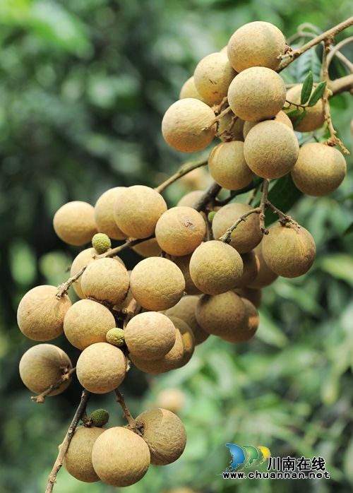 拍摄宣传视频&nbsp;泸县县长肖刚为泸县龙眼代言(图5)