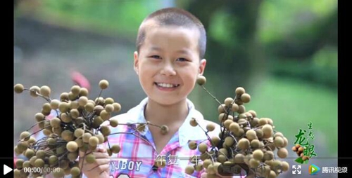 泸县龙眼成“网红”了&nbsp;快来这里购买尝鲜！(图1)