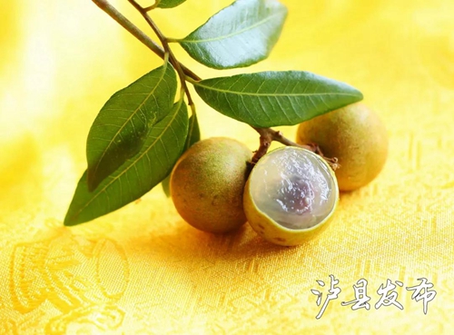 泸县龙眼成“网红”了&nbsp;快来这里购买尝鲜！(图3)