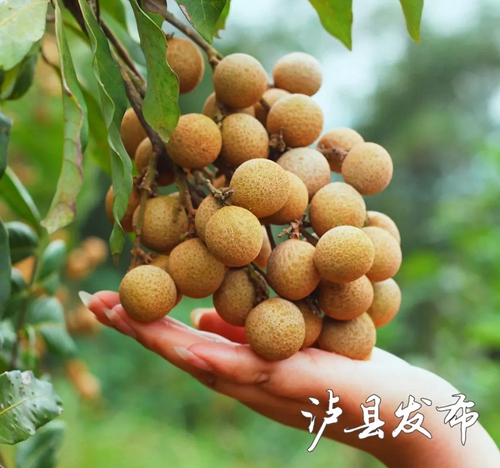 泸县龙眼成“网红”了&nbsp;快来这里购买尝鲜！(图4)