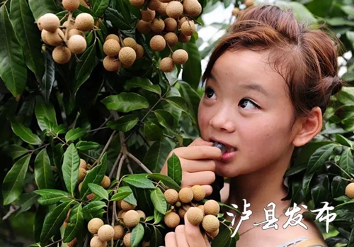 泸县龙眼成“网红”了&nbsp;快来这里购买尝鲜！(图5)