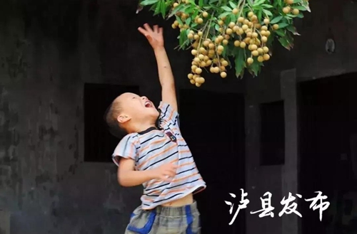 泸县龙眼成“网红”了&nbsp;快来这里购买尝鲜！(图7)